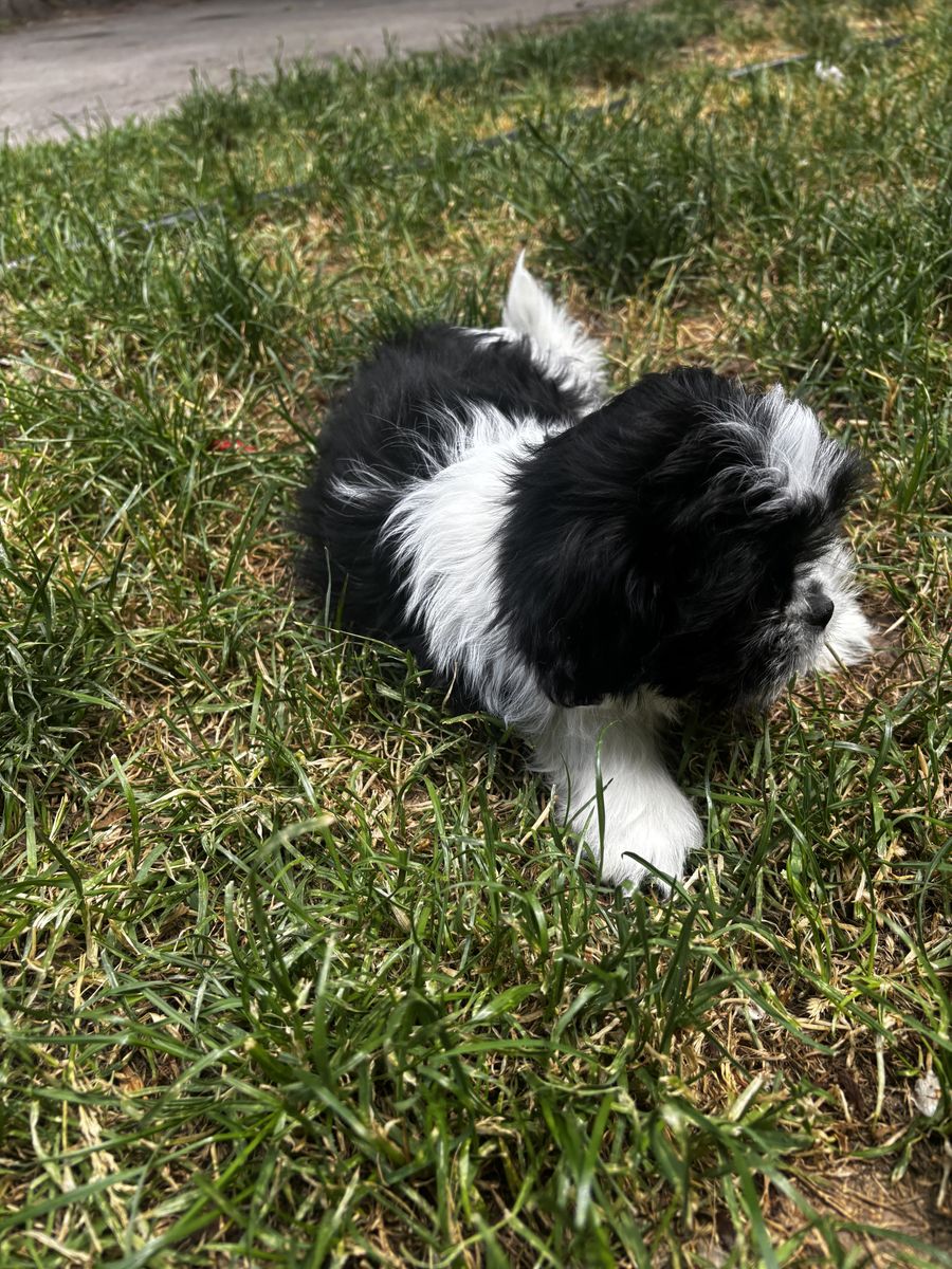 Shih tzu puppy