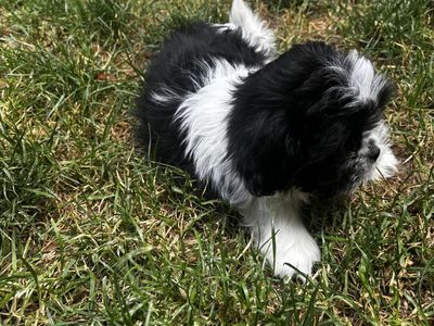 Shih tzu puppy