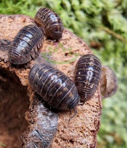 Armadillidium vulgare  20Ct For $5