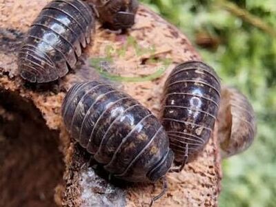 Armadillidium vulgare 20Ct For $5