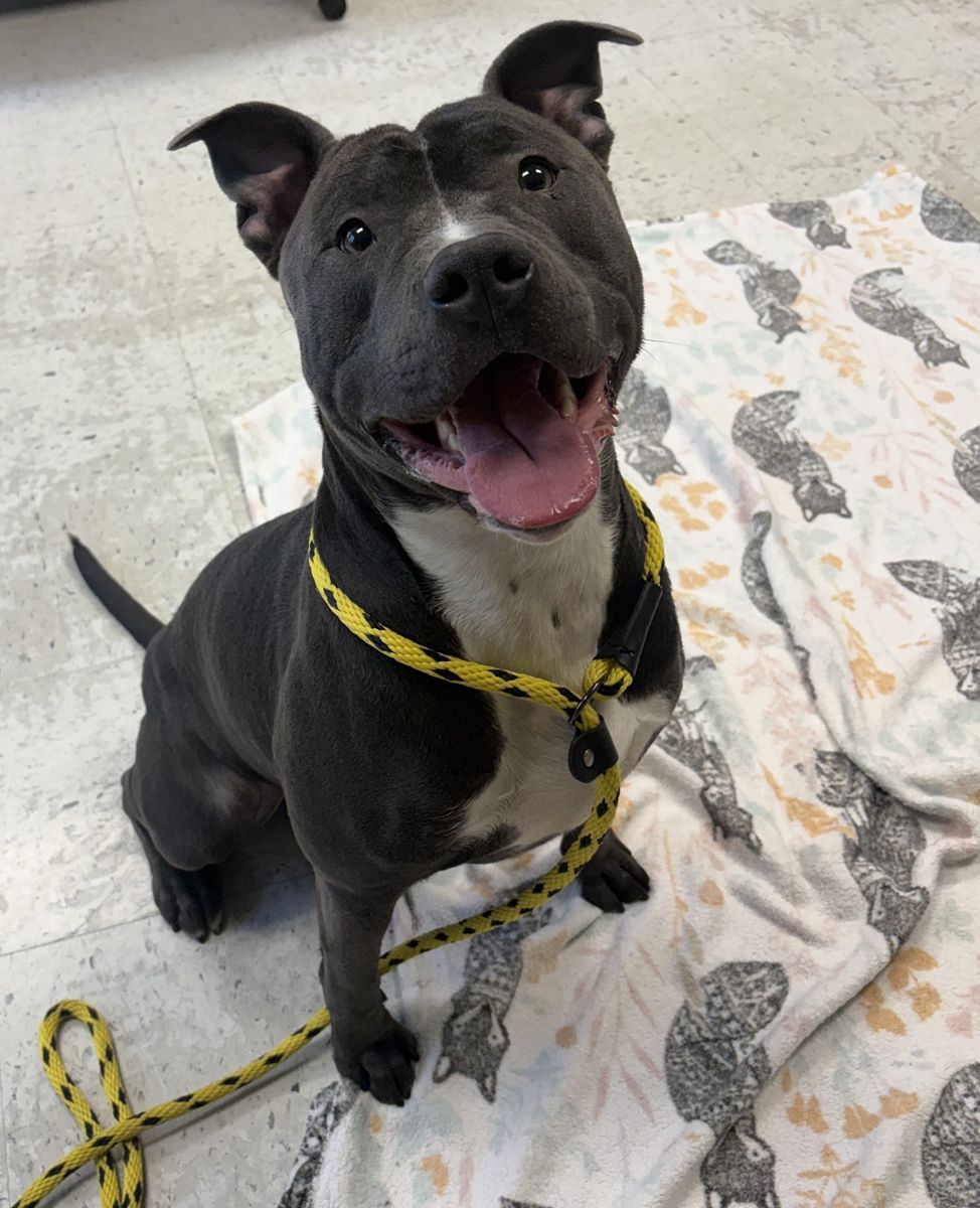 A162573 Sancho is Available for Adoption!