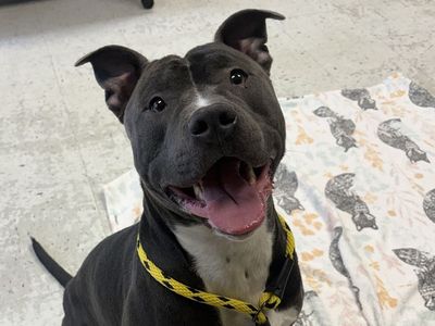 A162573 Sancho is Available for Adoption!