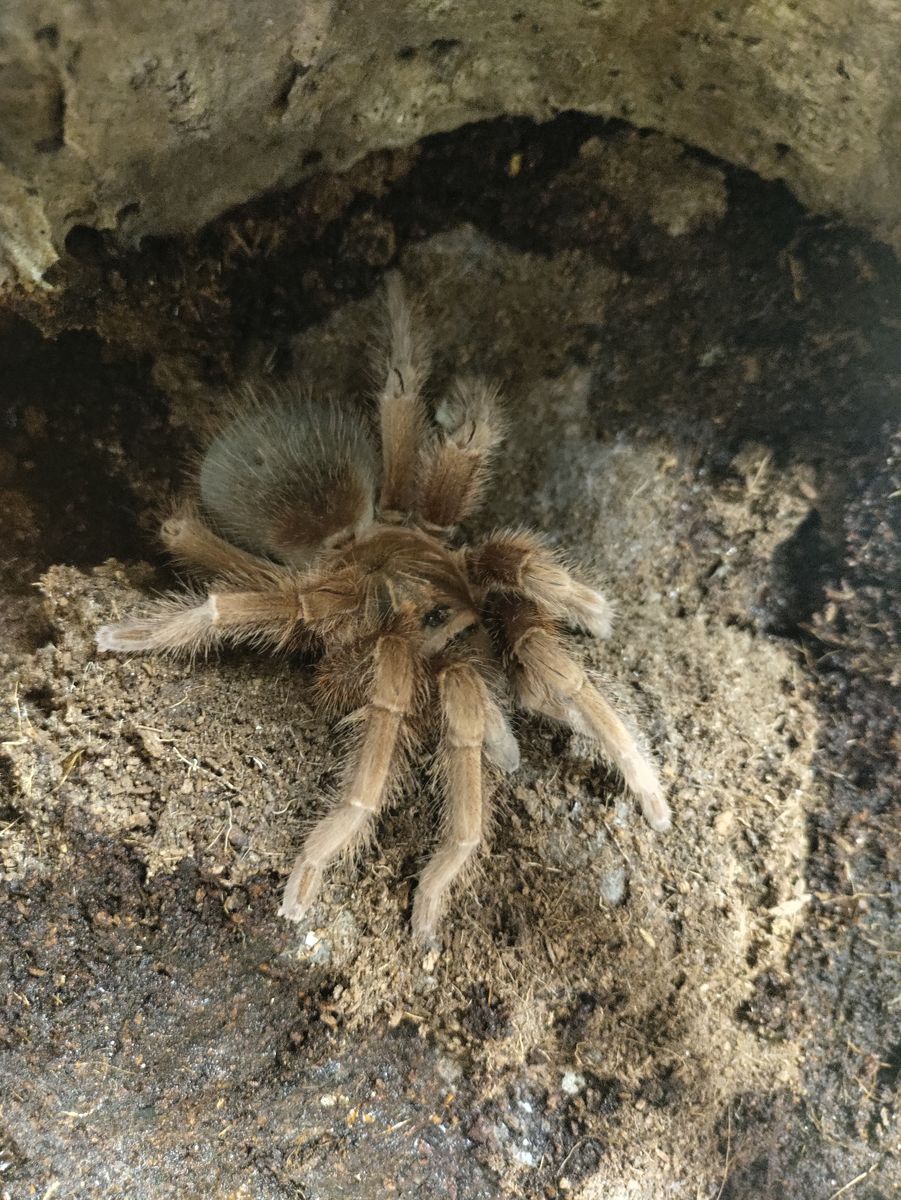 Tarantula Red Island Bird eater