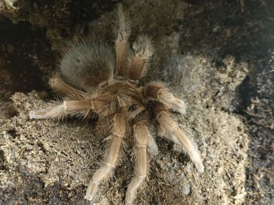 Tarantula Red Island Bird eater