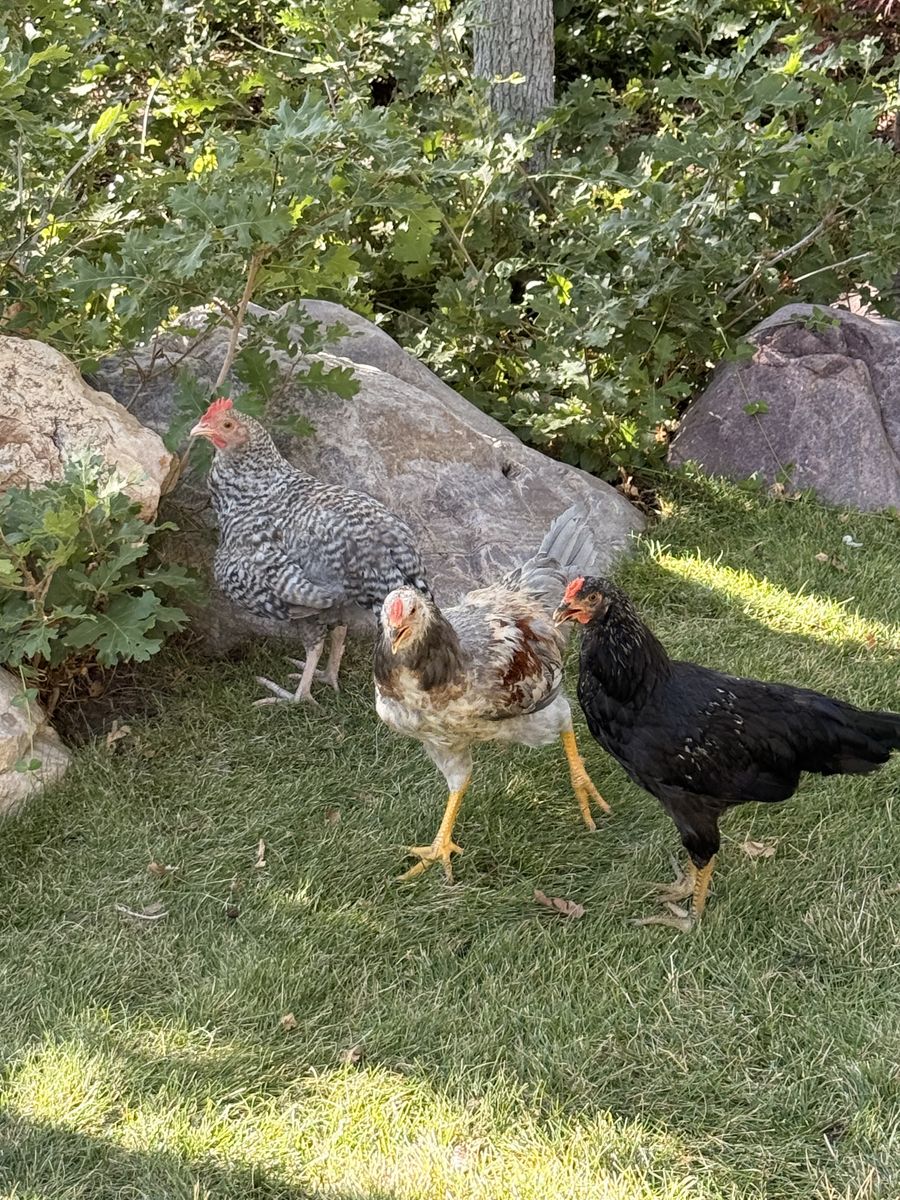 Friendly, Hand-Raised Young Roosters Looking for Good Homes!