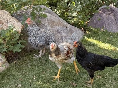 Friendly, Hand-Raised Young Roosters Looking for Good Homes!