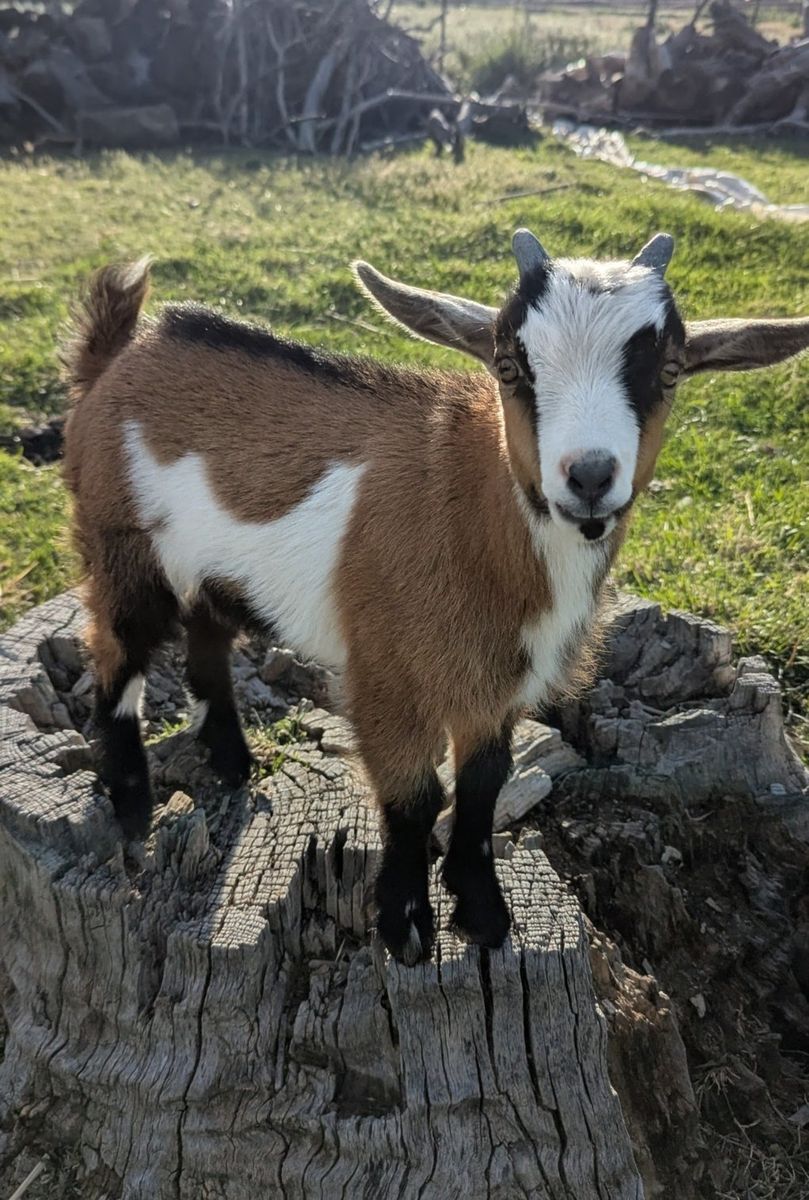 Nigerian Dwarf Bucklings