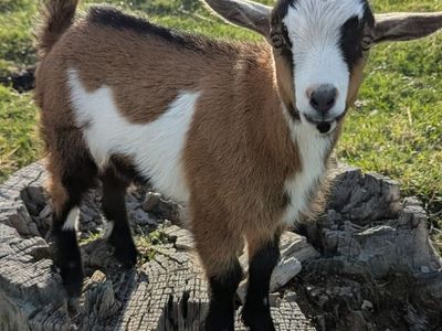 Nigerian Dwarf Bucklings