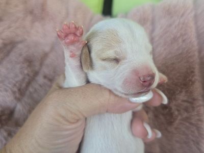 Dachshund Puppies