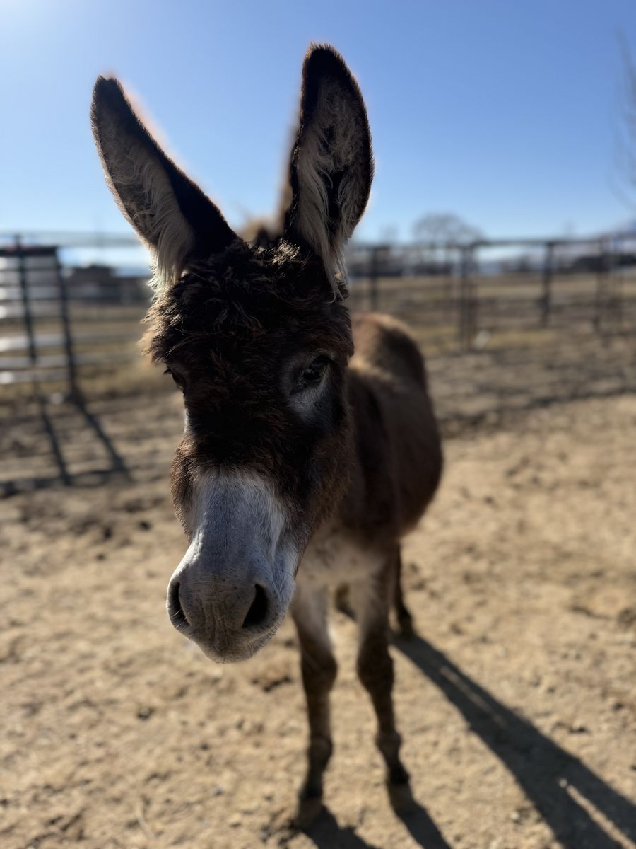 Mini Donkey