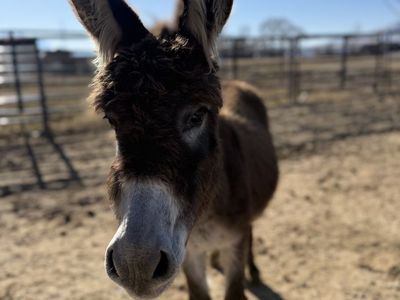 Mini Donkey