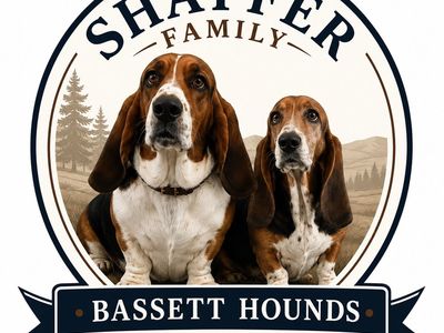 Adorable Family Raised Basset Hound Puppies