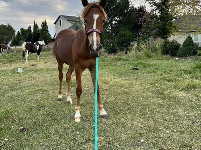 18-20 month old Yearling Filly