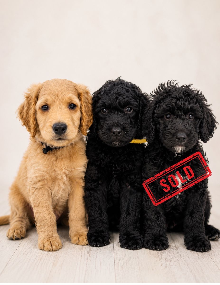 F1B Mini Goldendoodle Puppies: Hamm (Apricot, Flat Coat) , Gabby (Black, Wavy Coat) & Lily ( Black, curly Coat)