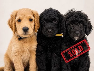 F1B Mini Goldendoodle Puppies: Hamm (Apricot, Flat Coat) , Gabby (Black, Wavy Coat) & Lily ( Black, curly Coat)