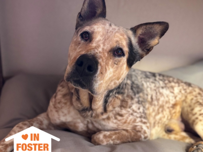 Hello my name is Bingo