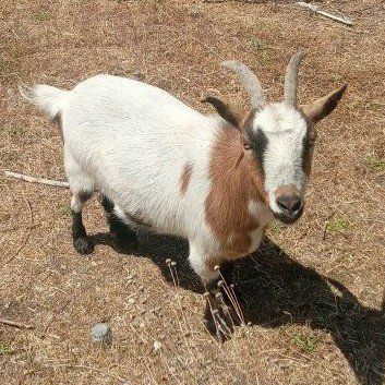 NIGERIAN DWARF GOATS