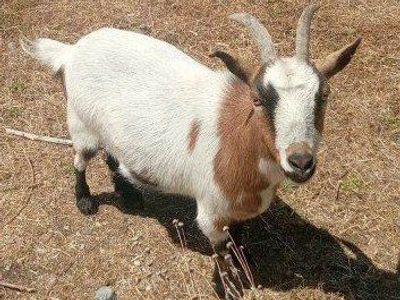 NIGERIAN DWARF GOATS