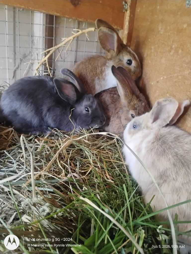 bunnies for sale