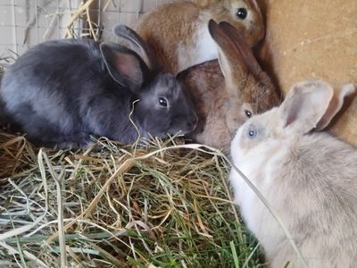 bunnies for sale