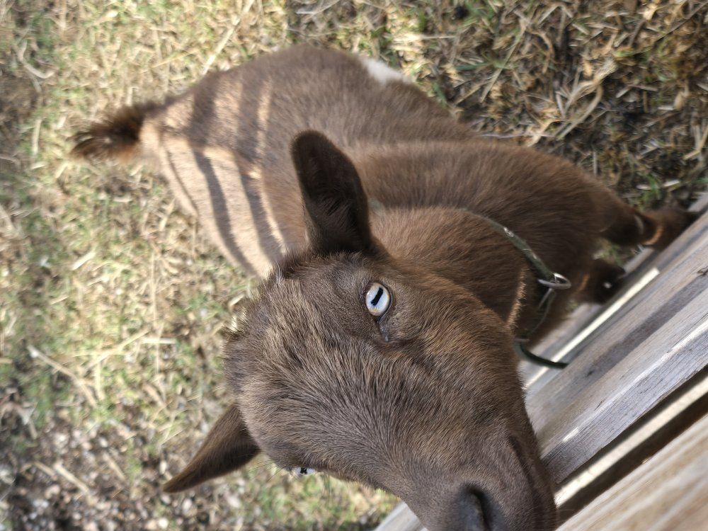Two yr old nigerian dwarf female in milk registere