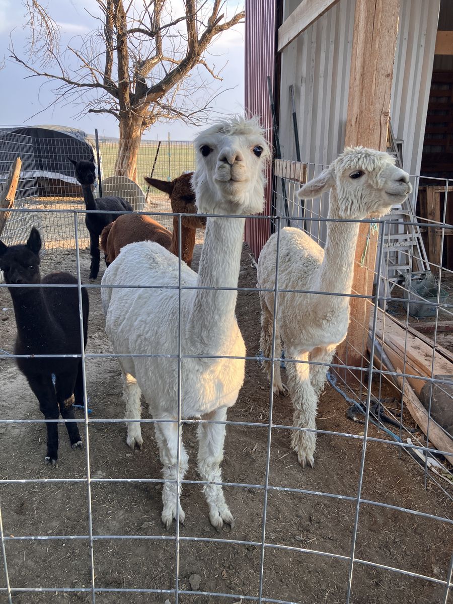 Alpacas