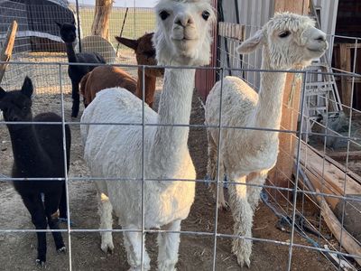 Alpacas