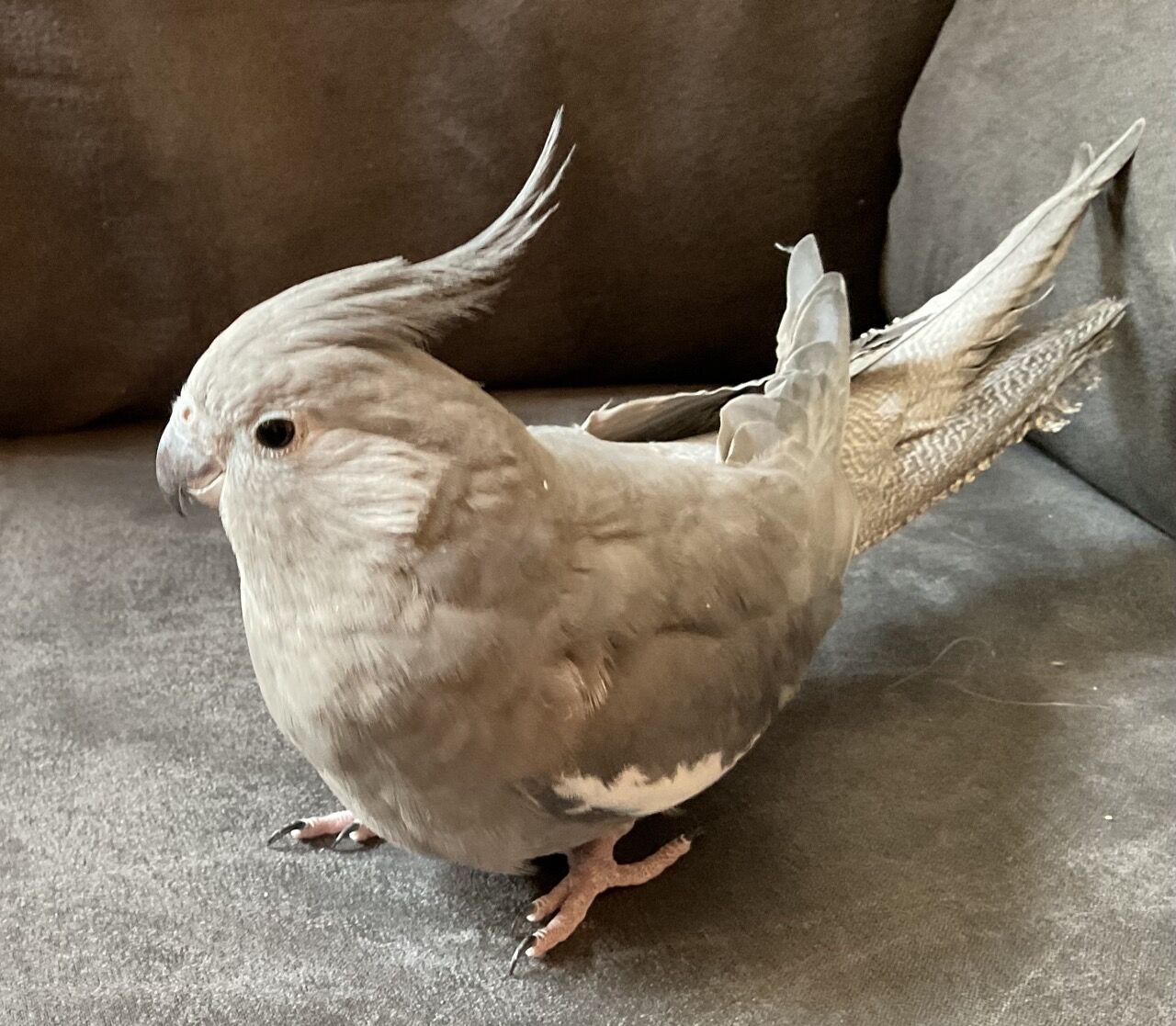 Two cockatiel with cage, backpack and accessories