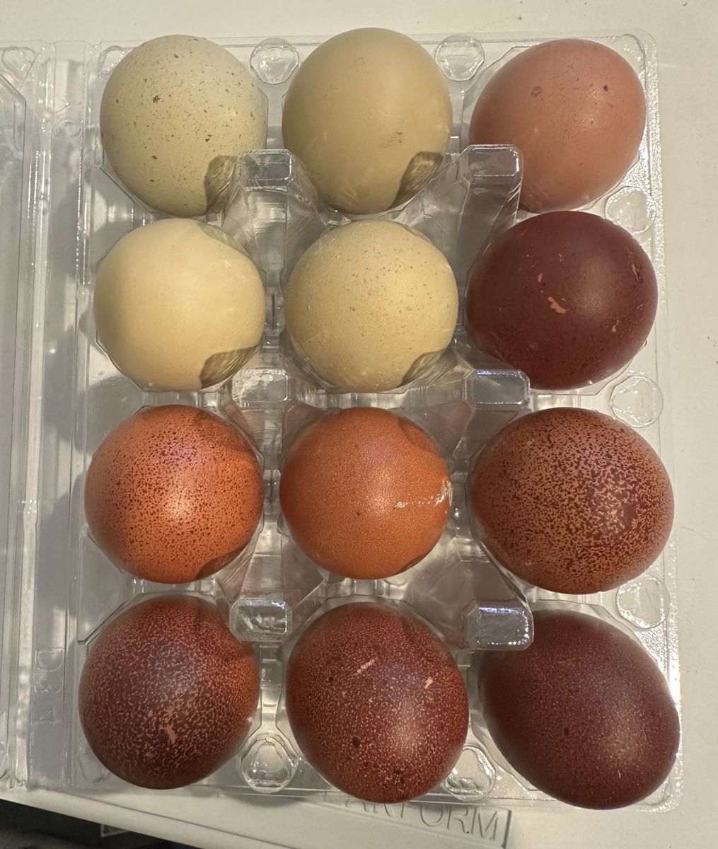 Hatching Chicken Eggs