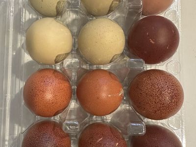 Hatching Chicken Eggs