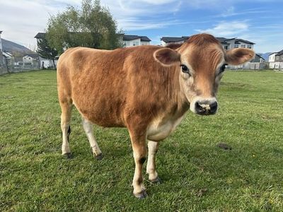1.5 year Jersey Steer