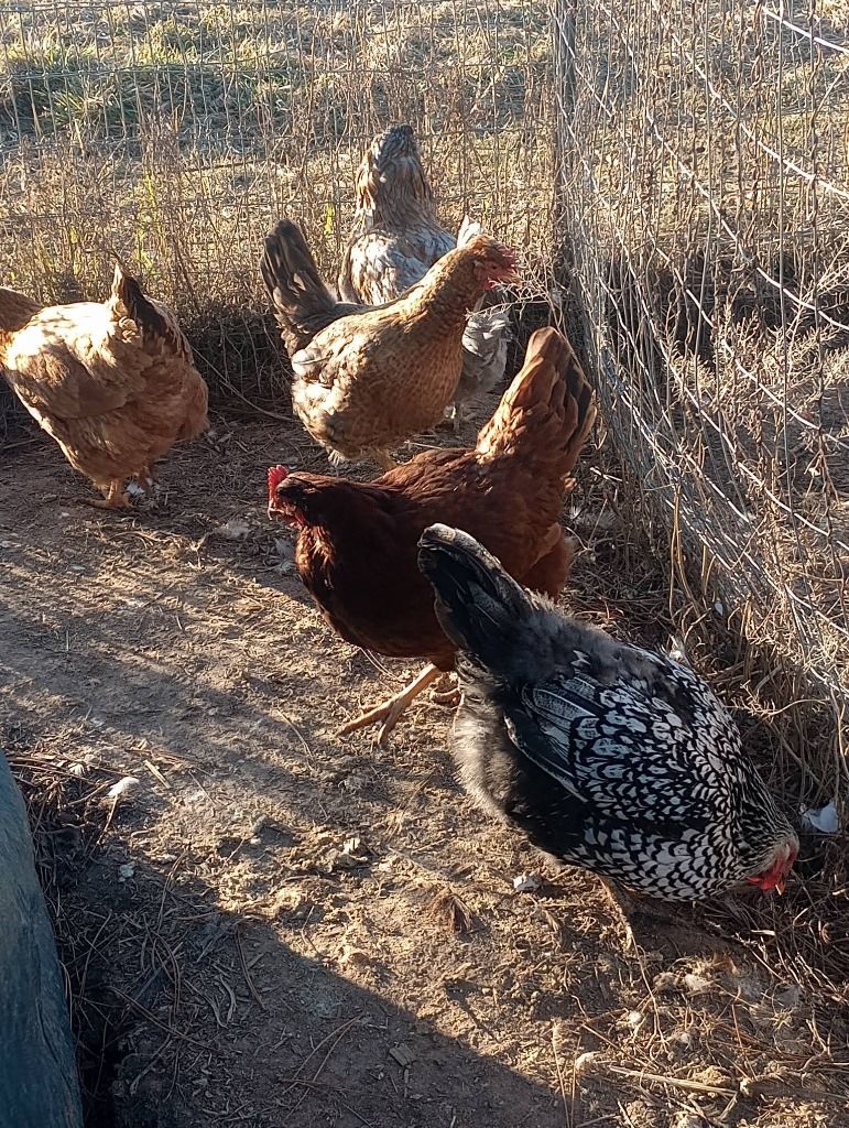 Five Fluffy Pet Chickens