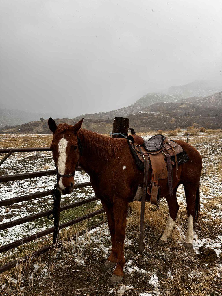 quarter horse gelding