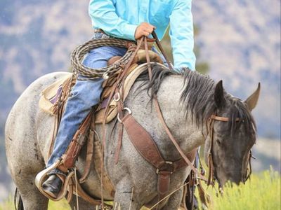 Blue Roan stud service