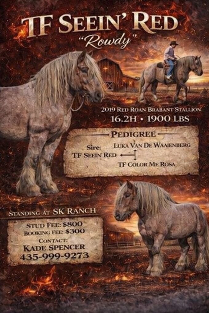 Standing At Stud 2026 - Rowdy