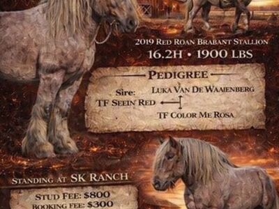 Standing At Stud 2026 - Rowdy