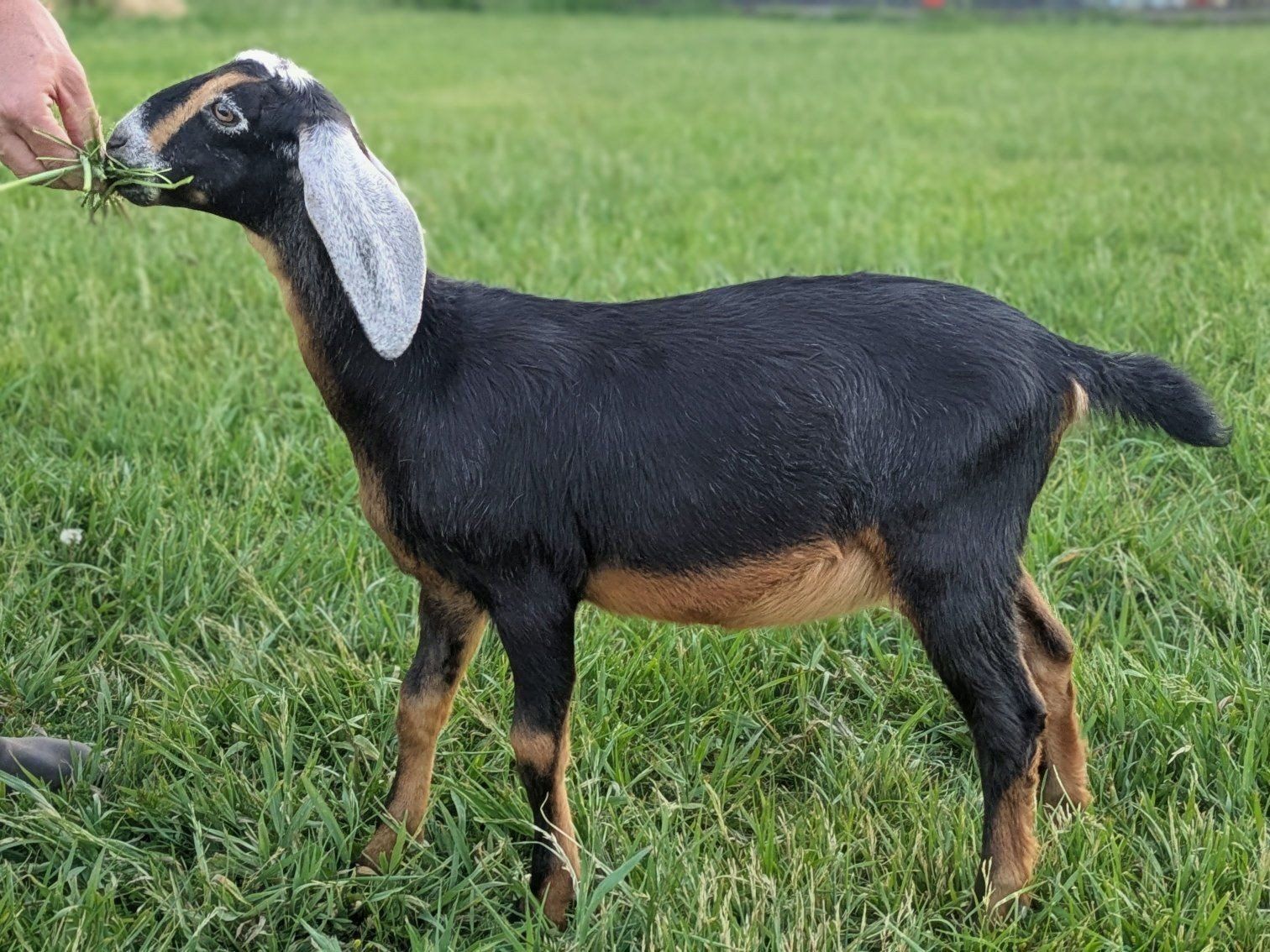 Beautiful Nubian doeling