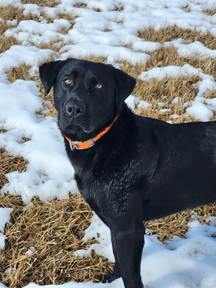 AKC STUD Black Labrador Retriever