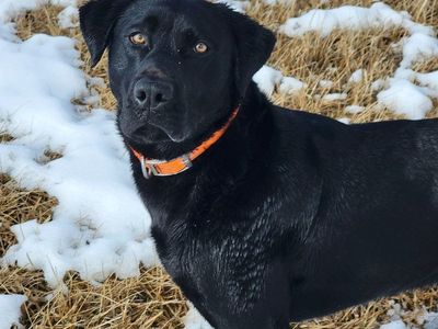 AKC STUD Black Labrador Retriever
