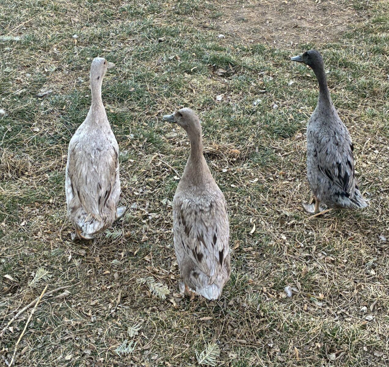 Runner Ducks