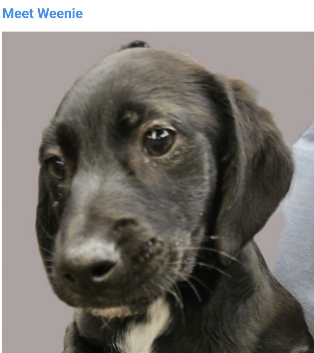 Weenie, Dachshund mix puppy