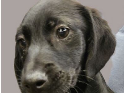 Weenie, Dachshund mix puppy