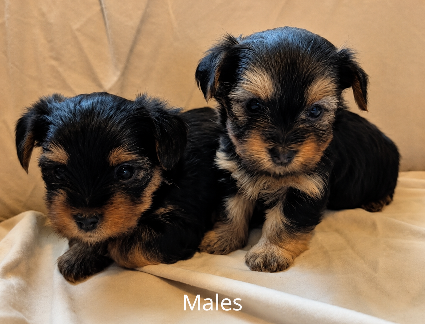 AKC Yorkshire Terrier (Yorkie) Puppies – 3 Females & 3 Males Available!
