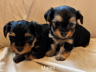 AKC Yorkshire Terrier (Yorkie) Puppies – 3 Females & 3 Males Available!