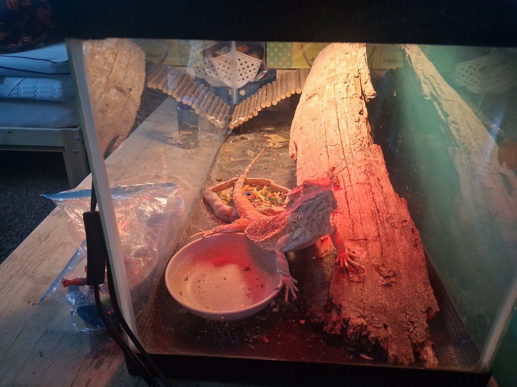 Bearded Dragon with Tank Enclosure, Heat Lamps, and Accessories