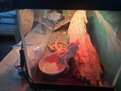 Bearded Dragon with Tank Enclosure, Heat Lamps, and Accessories
