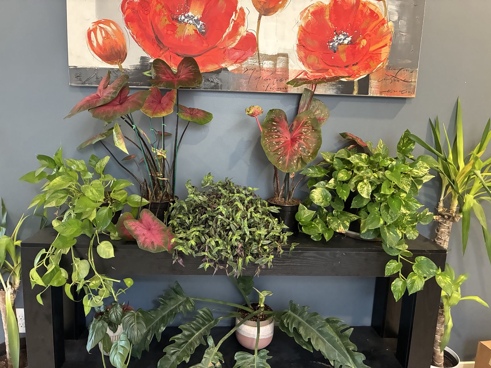 Houseplants For Sale $25