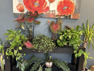 Houseplants For Sale $25