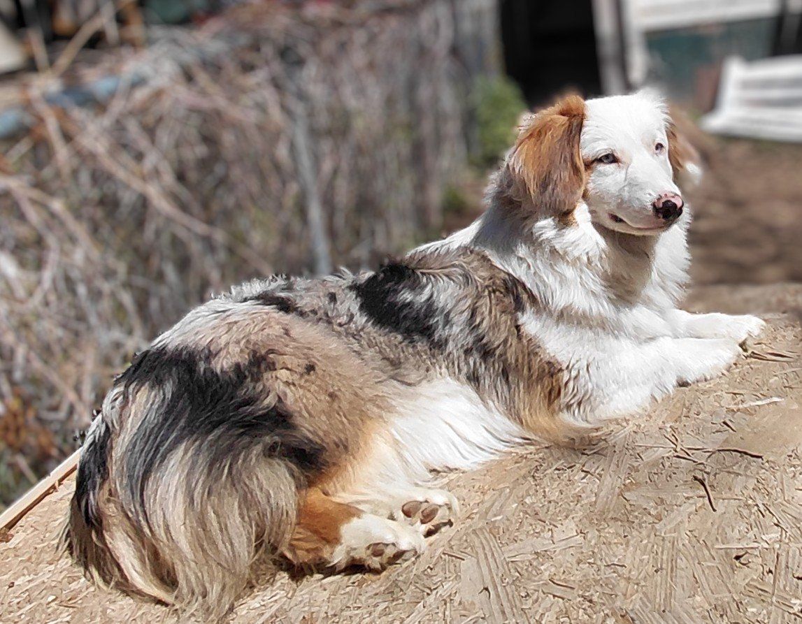 Fluffy American Corgi/Mini Aussie