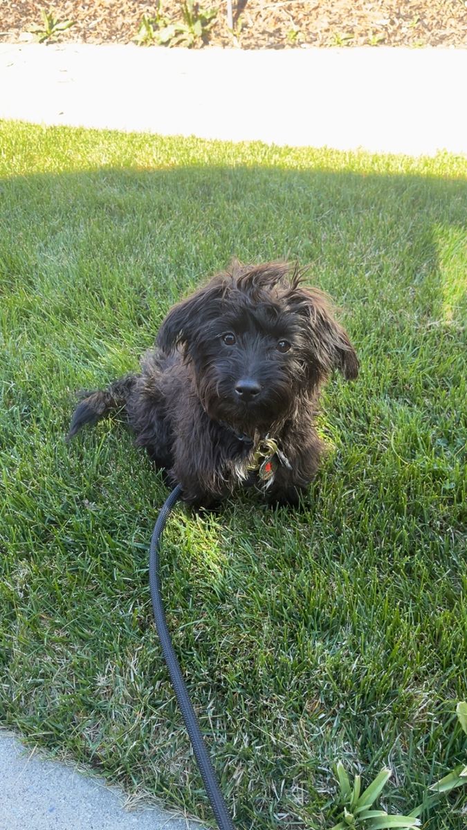 Male Yorkie-Poodle Stud Service